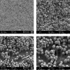 Immagini a diverso ingrandimento, catturate al microscopio elettronico a scansione (FE_SEM), relative alla superficie di monoliti di silice contenenti nanoparticelle di argento da circa 100 nm di diametro