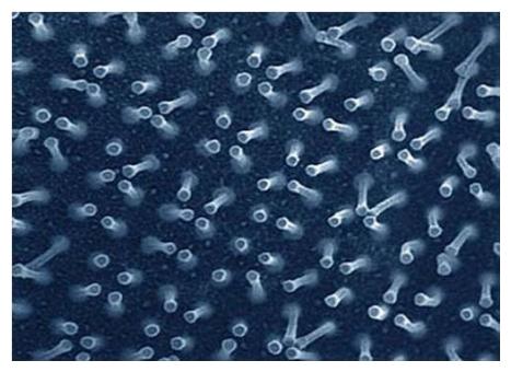 micro_view_of_gecko_tape.jpg Nuovi materiali