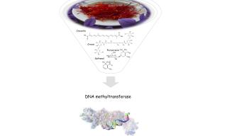 Effetto dello zafferano sulle DNA metiltransferasi